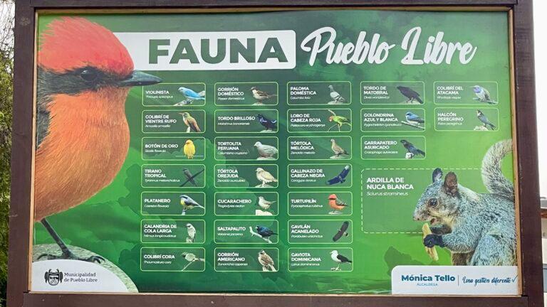 Rare birds and squirrels in Pueblo Libre
