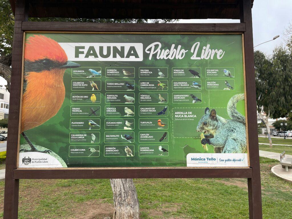 Birdwatching in Pueblo Libre Lima for free