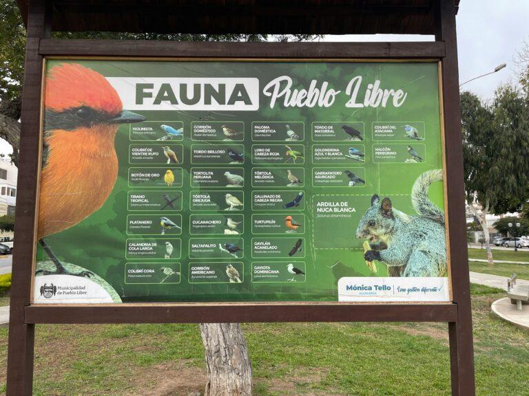 Birdwatching in Pueblo Libre Lima for free