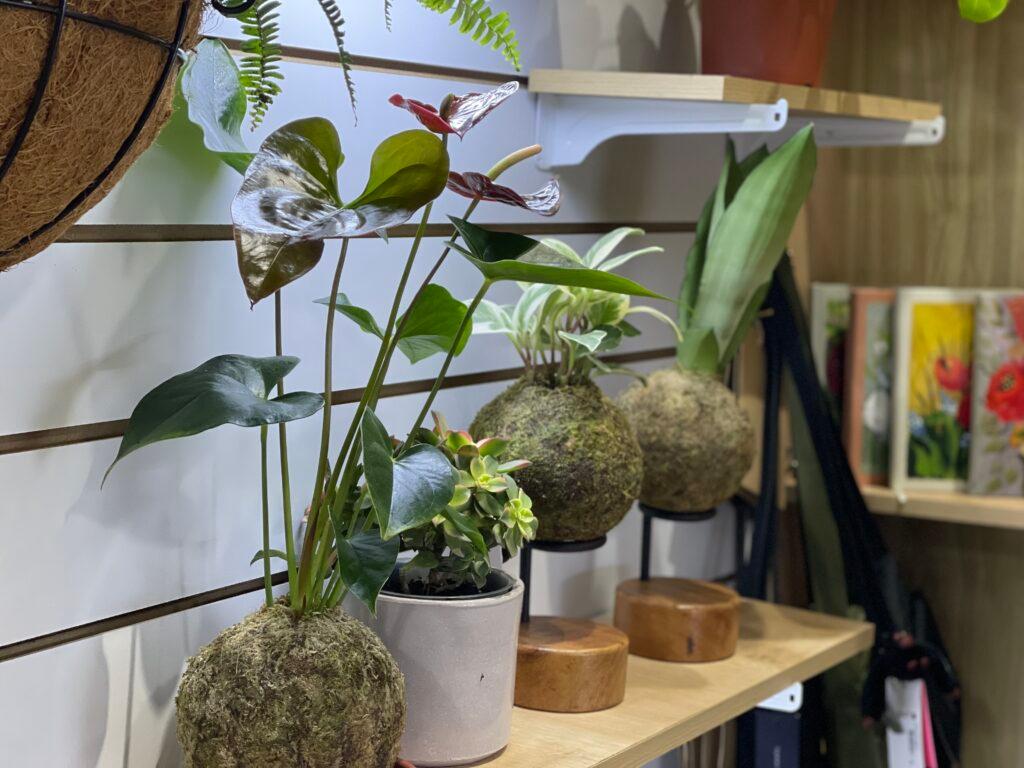 Kokedamas by Le Piante for sale in Andalucia Market in Pueblo Libre